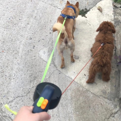 All-in-One Retractable Dog Leash