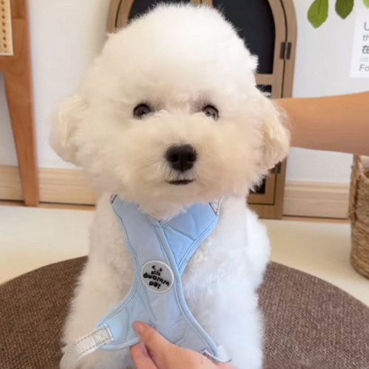 No-Pull Harness for Small & Medium Dogs