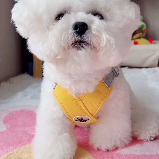 No-Pull Harness for Small & Medium Dogs
