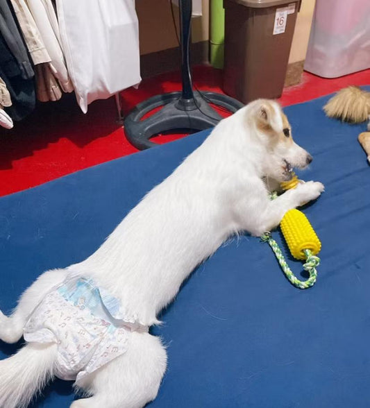 ComfortFit Dog Diapers: Leakproof Protection for Your Pup