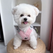 No-Pull Harness for Small & Medium Dogs