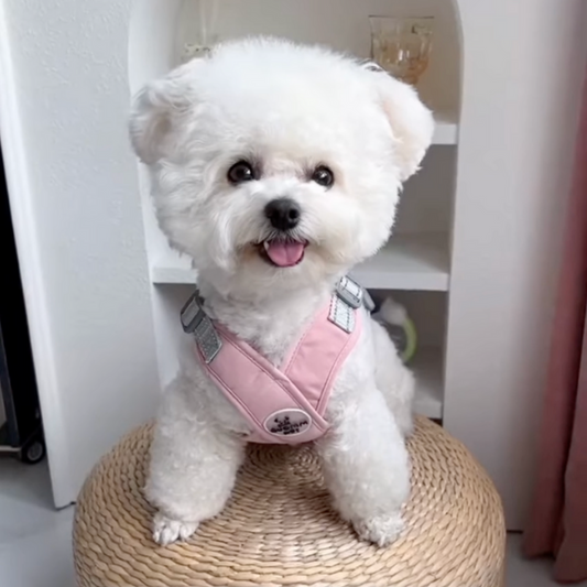 No-Pull Harness for Small & Medium Dogs