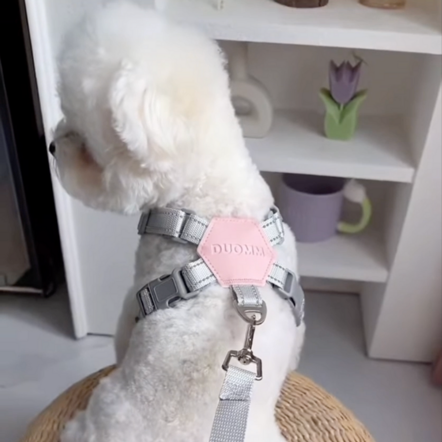 No-Pull Harness for Small & Medium Dogs