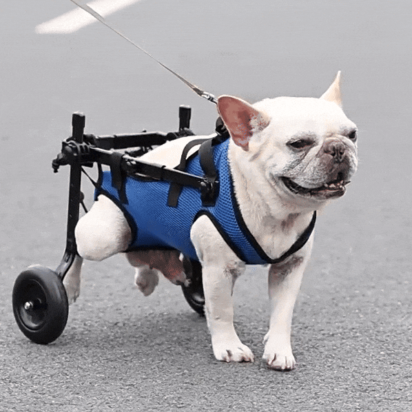 Versatile Pet Mobility Support Harness for Dogs