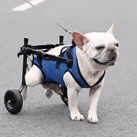 Versatile Pet Mobility Support Harness for Dogs
