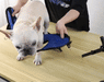 Versatile Pet Mobility Support Harness for Dogs