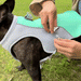 ChillPaws Cooling Vest for Dogs - Lightweight & Reflective