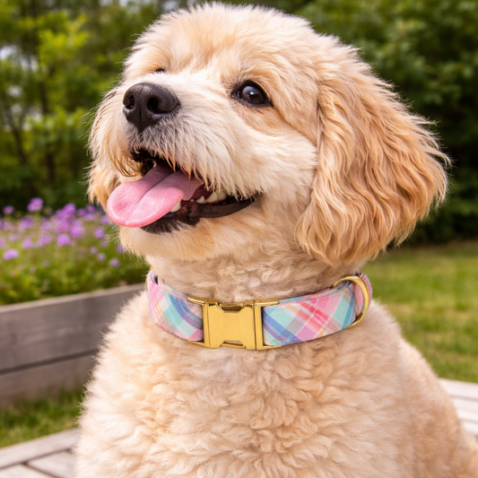 Classic Checkered Dog Collar for Everyday Style