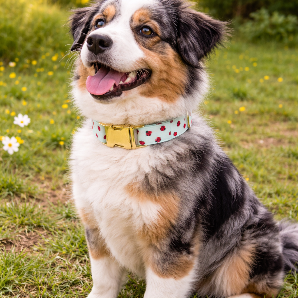 Charming Heart Pattern Dog Collar for Stylish Walks