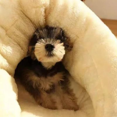 Cozy Sleep Nest For Cats and Small Dogs