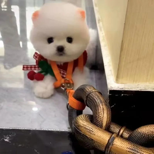 Chunky Chain Leash for Dogs