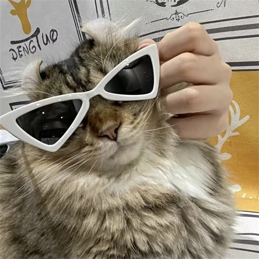 Sphynx Sunglasses for Pets