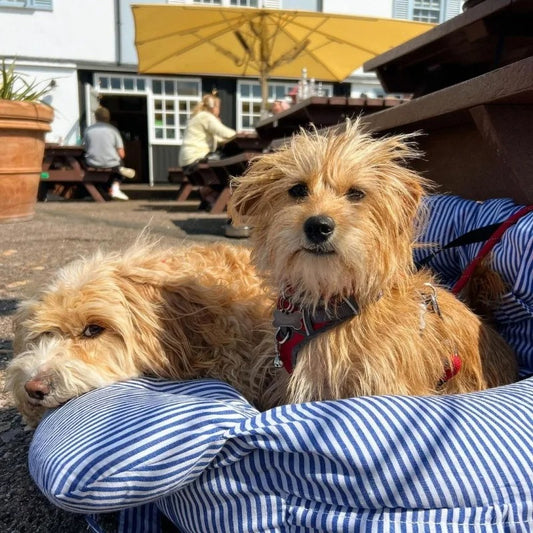 Washable Dog Car Bed Sofa