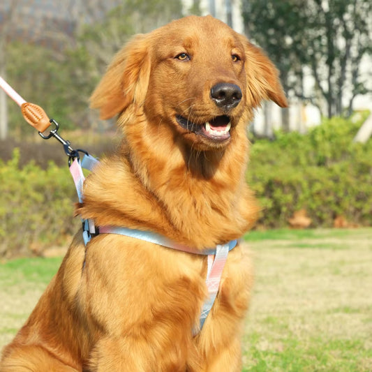 Pastel Summer Dog Harness & Leash Set