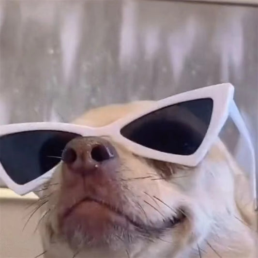 Sphynx Sunglasses for Pets