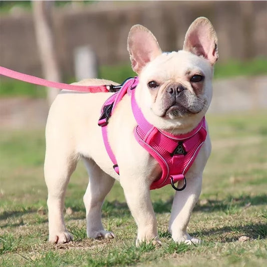 No-Pull Dog Harness & Leash Set