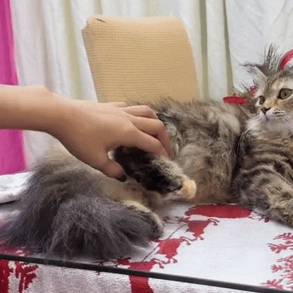 ComfortFit Dog Diapers: Leakproof Protection for Your Pup