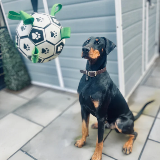 Interactive Dog Soccer Ball Toy
