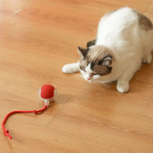 Rolling Pet Toy Ball