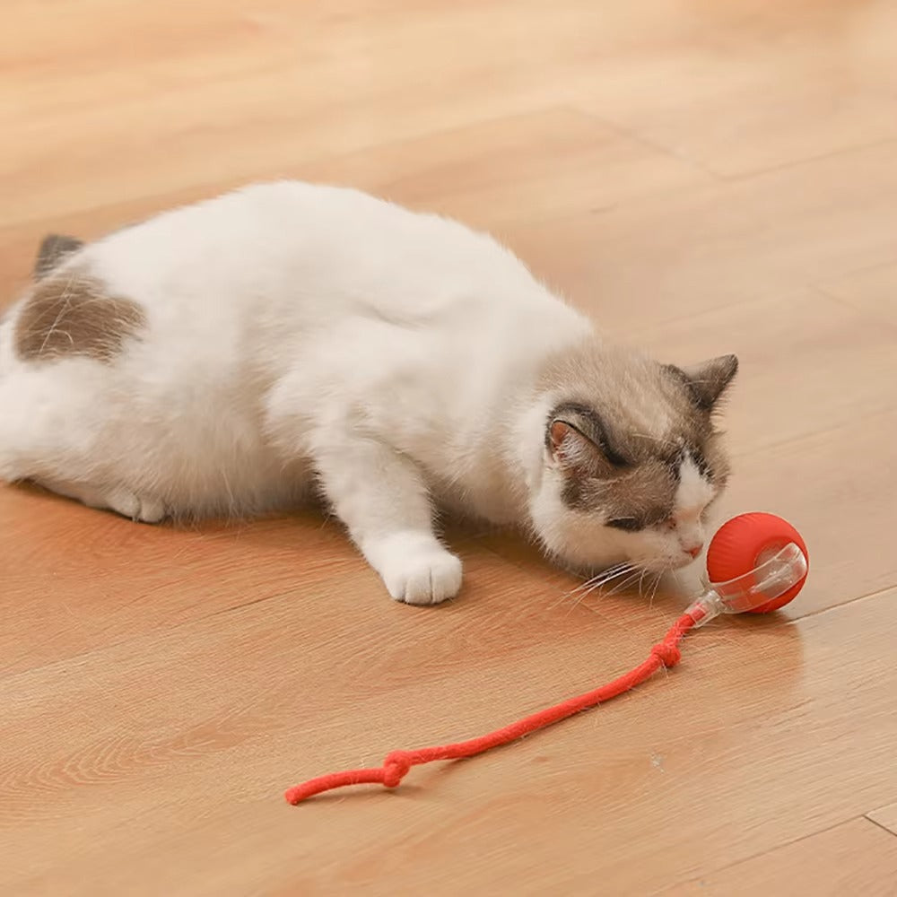 Rolling Pet Toy Ball