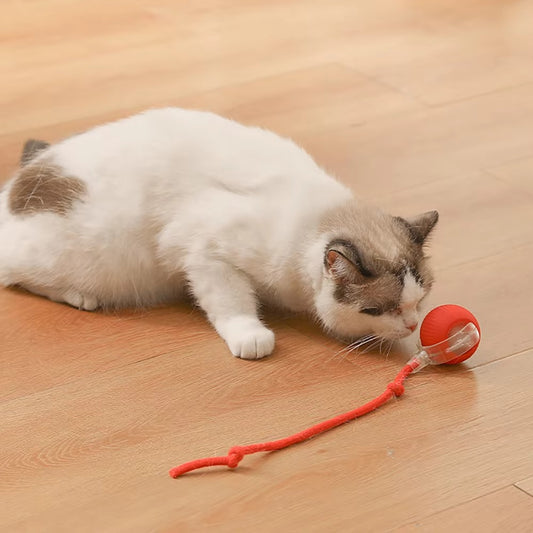 Rolling Pet Toy Ball