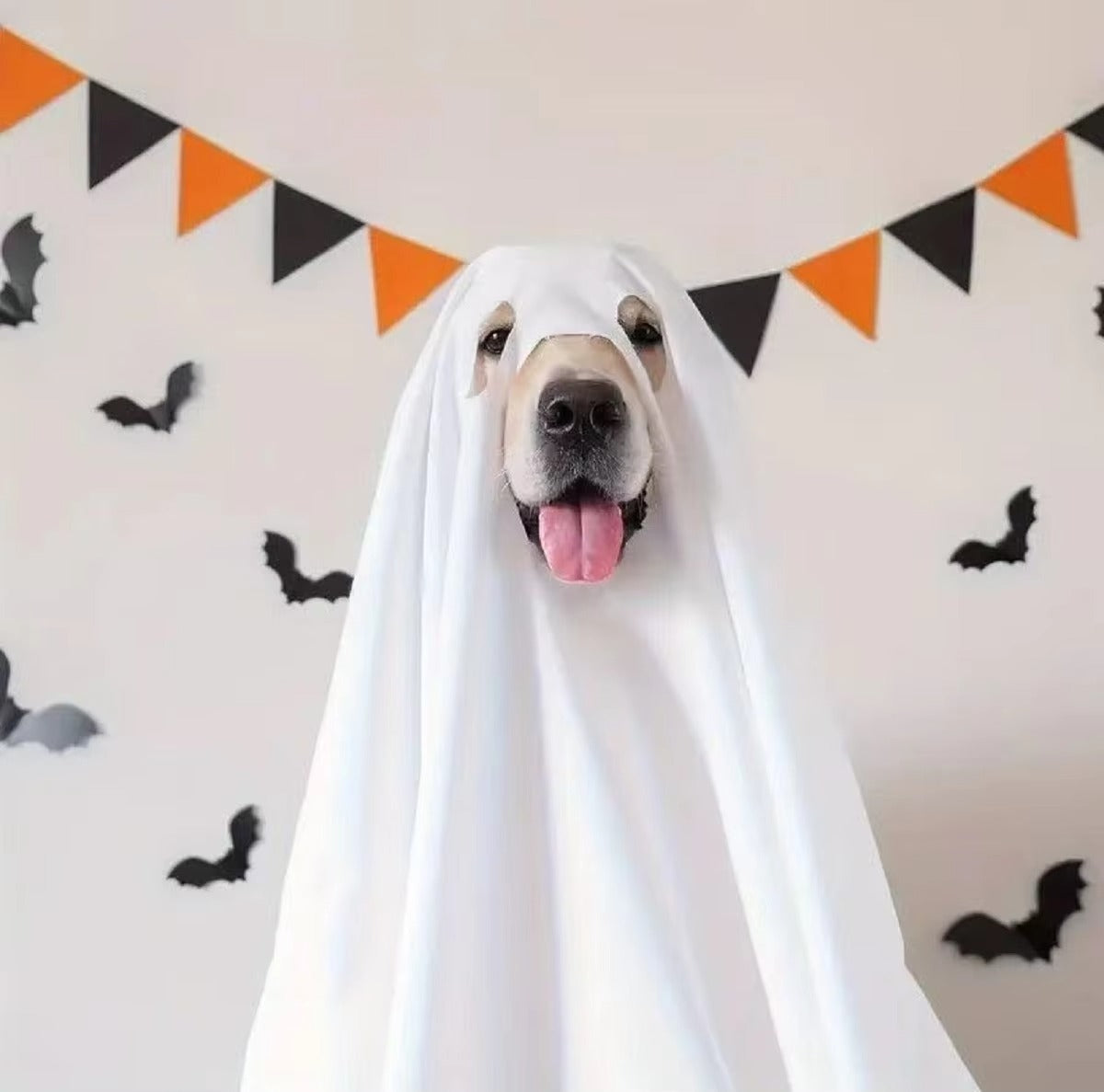 Dog Ghost Halloween Costumes