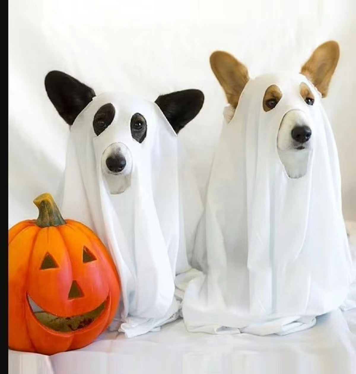 Dog Ghost Halloween Costumes