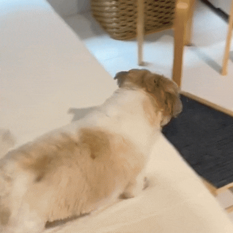 Versatile Wooden Dog Ramp with Grip Surface for Easy Access